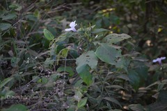 Barleria involucrata var. involucrata